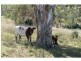 Goomburra QLD 4362