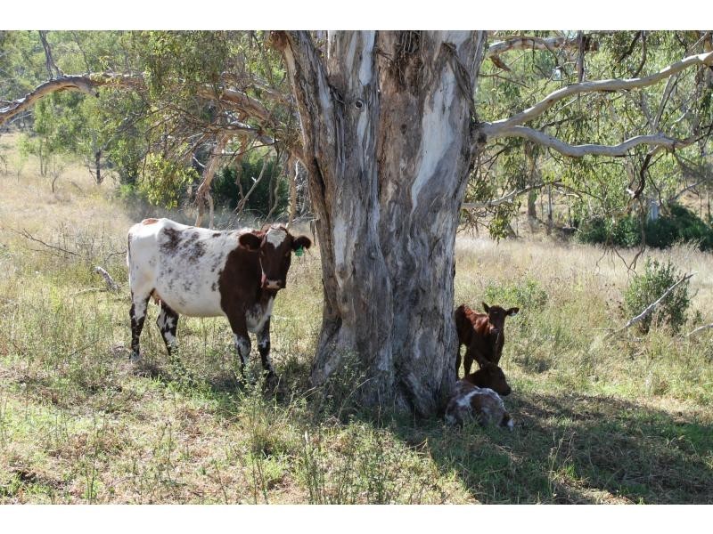 Goomburra QLD 4362