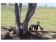 749 Inverramsay Road, Goomburra QLD 4362