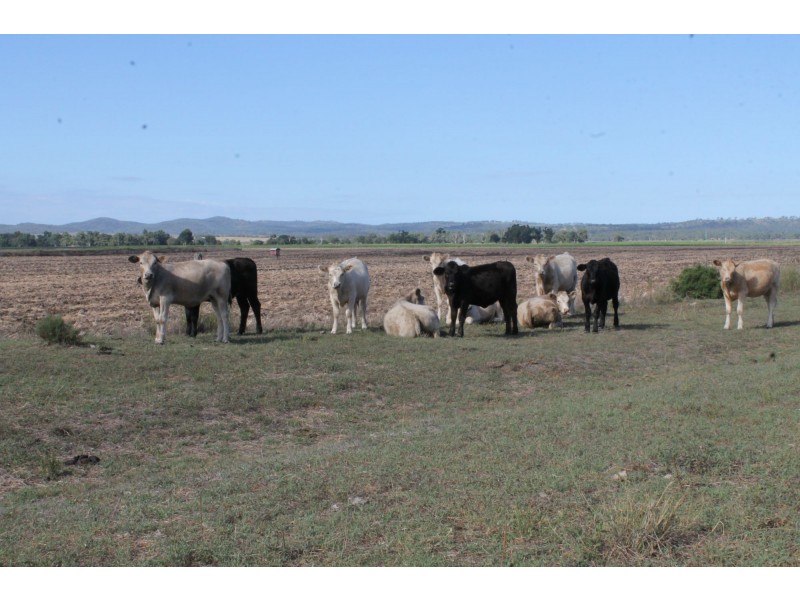 657 Upper Wheatvale  Rd St, Massie QLD 4370