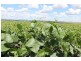 Lot 8 Roona Road, Junabee QLD 4370