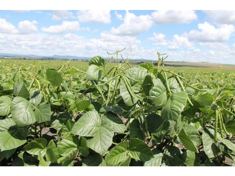 Lot 8 Roona Road, Junabee QLD 4370