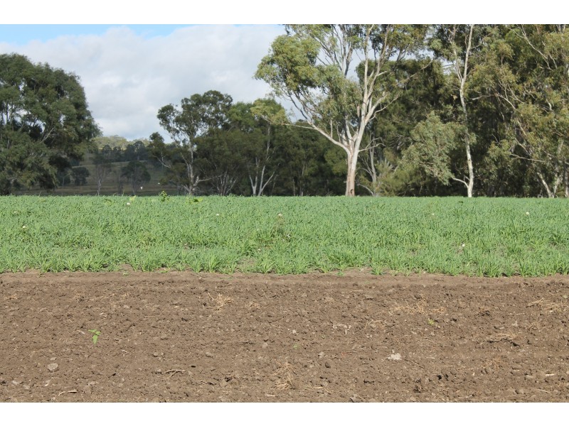3897 Leyburn Cunningham Rd, Wheatvale QLD 4370