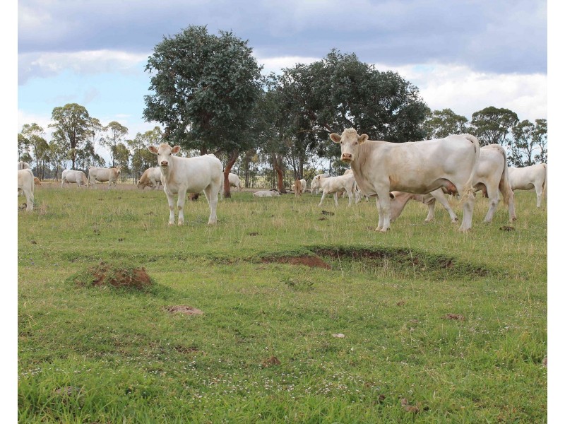 594 Talgai West Rd, Talgai QLD 4362