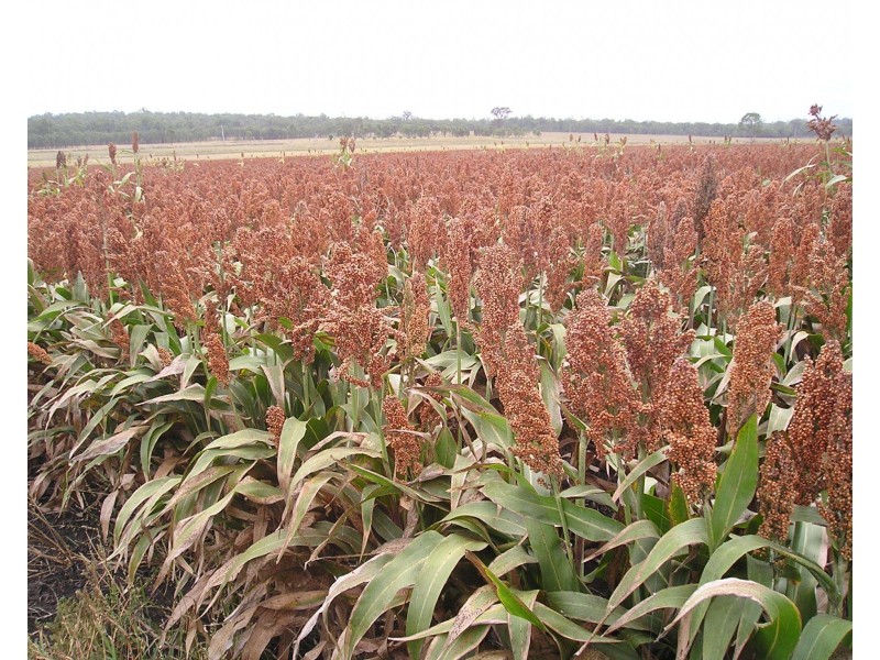 1110 Talgai West Rd, Victoria Hill QLD 4361