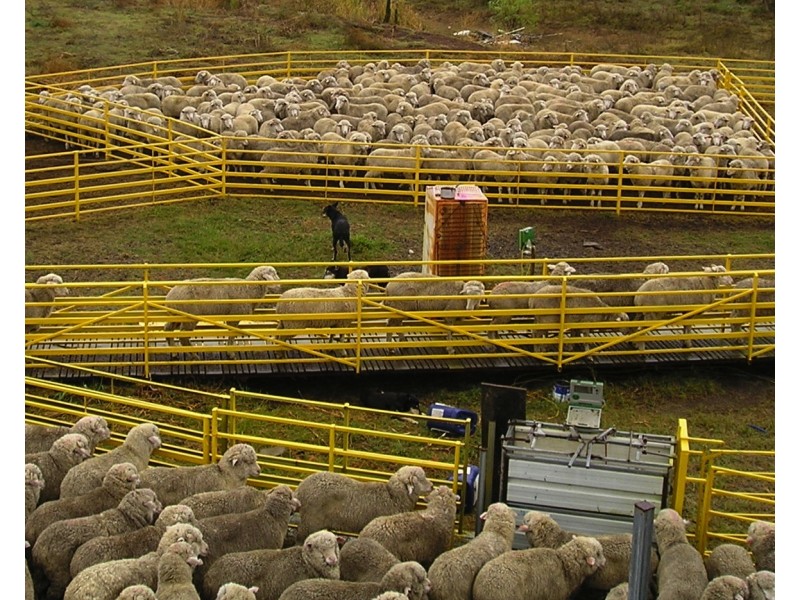 1110 Talgai West Rd, Victoria Hill QLD 4361