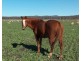 270 Black Soil Lane, Upper Wheatvale QLD 4370