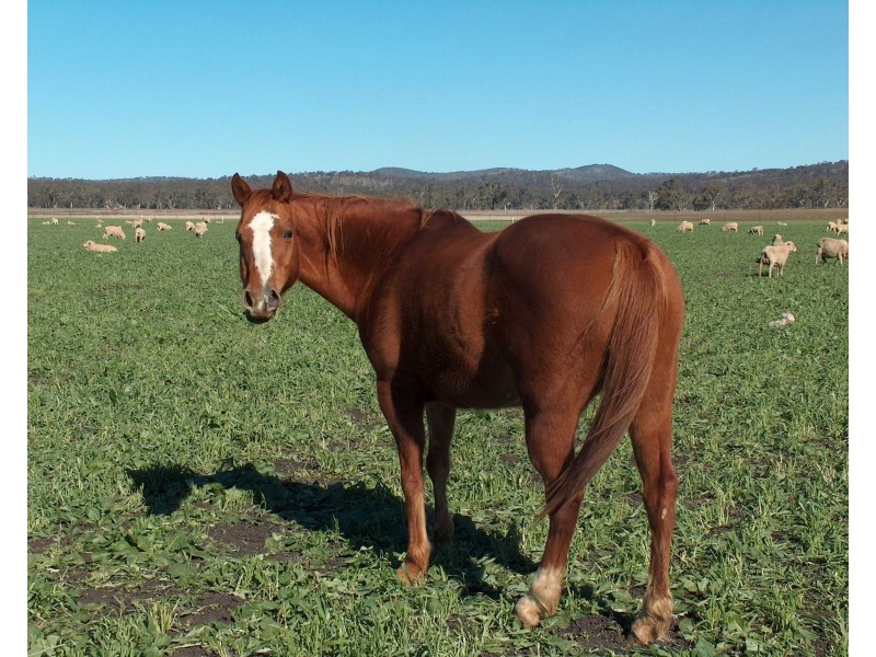 270 Black Soil Lane, Upper Wheatvale QLD 4370