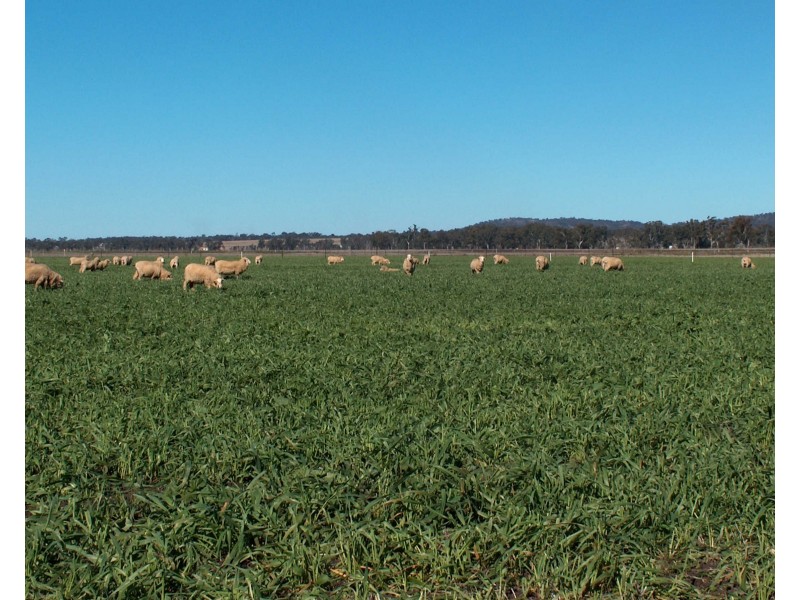 270 Black Soil Lane, Upper Wheatvale QLD 4370