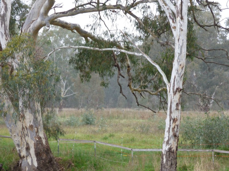 11 Hairs Crescent, Benalla VIC 3672