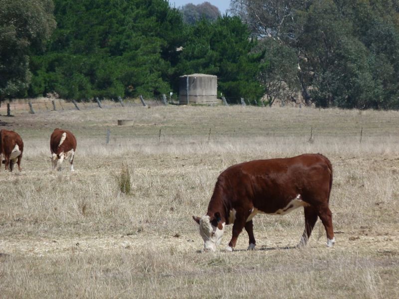 1528 Kilfeera Road, Molyullah, Benalla VIC 3672