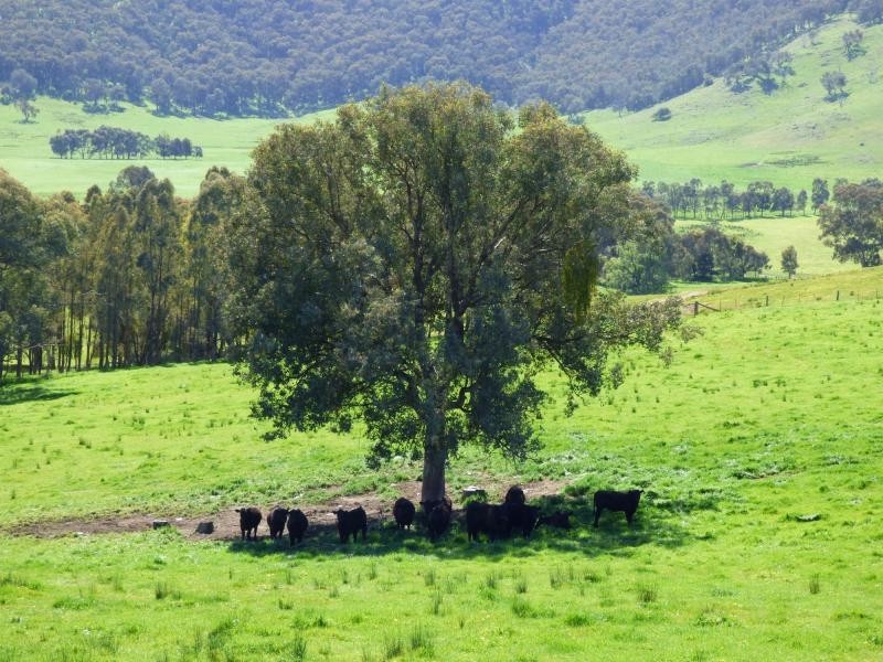 2487 Benalla/ Tatong Road, Tatong, Benalla VIC 3672