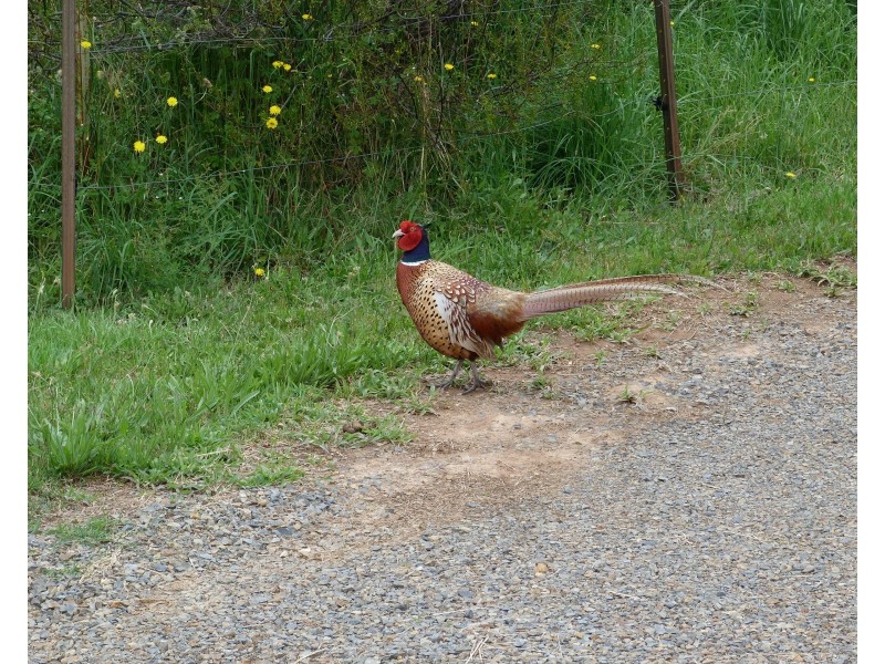 315 Davies Rd, Warrenbayne VIC 3670