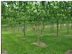Sunbird Farm Lot 4 Beatrice Road, Daintree QLD 4873