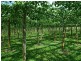 Sunbird Farm Lot 4 Beatrice Road, Daintree QLD 4873