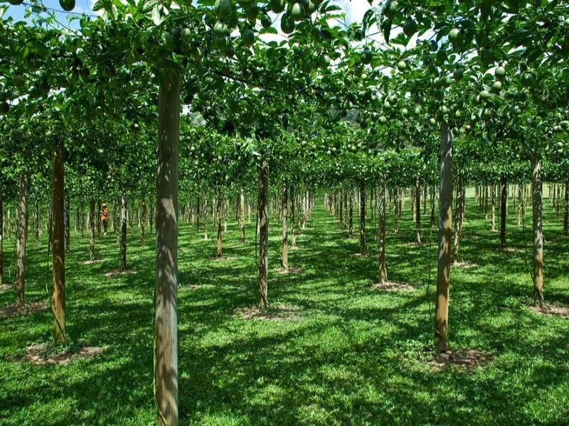 Sunbird Farm Lot 4 Beatrice Road, Daintree QLD 4873