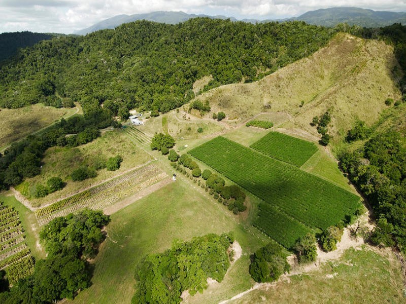 Sunbird Farm Lot 4 Beatrice Road, Daintree QLD 4873