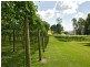 Sunbird Farm Lot 4 Beatrice Road, Daintree QLD 4873