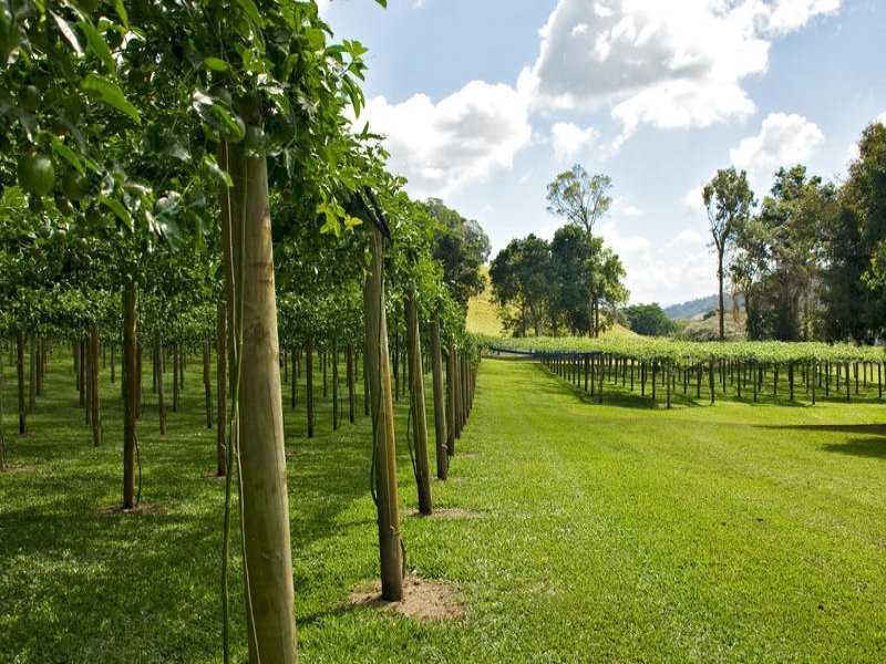 Sunbird Farm Lot 4 Beatrice Road, Daintree QLD 4873