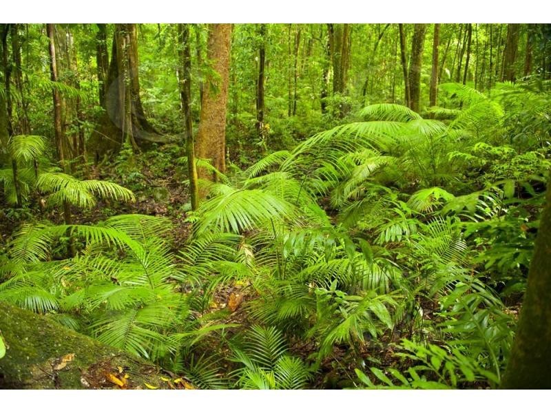 L6 Andrew Road, Forest Creek QLD 4873