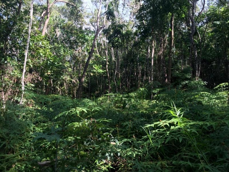 L63 George Road, Forest Creek QLD 4873