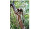 Cooktown QLD 4895