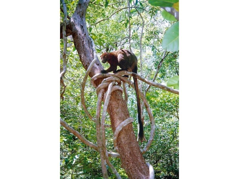 Cooktown QLD 4895