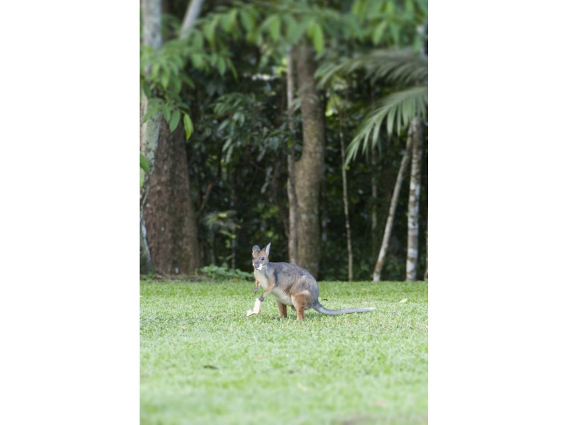 1668 Mossman-Mount Molloy Road, Julatten QLD 4871