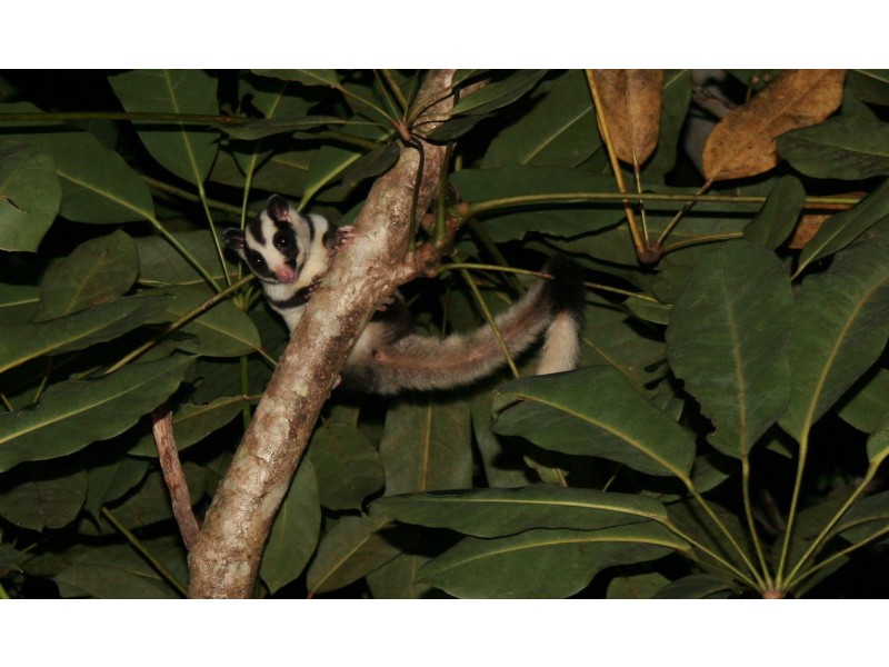 388 Mungumby Road St, Cooktown QLD 4895