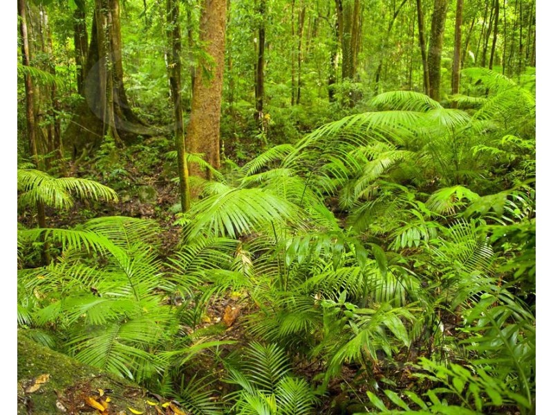 Lot 6 Andrew Road, Forest Creek QLD 4873