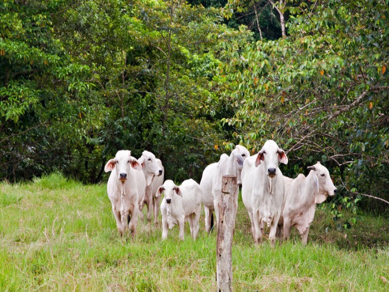 3-5 Davidson Street, Whyanbeel QLD 4873