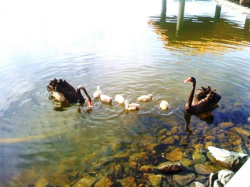 Varsity Lakes QLD 4227