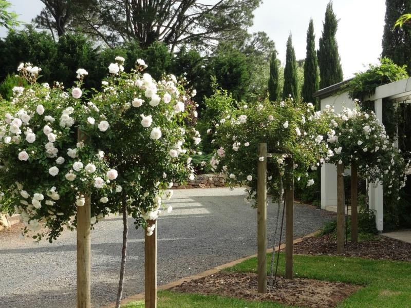 Tamborine Mountain QLD 4272