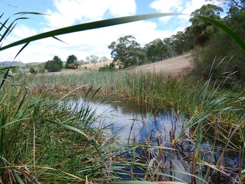135 Yambulla Road, Towamba NSW 2550