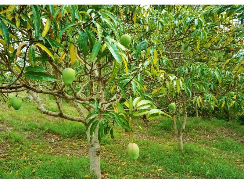 349 Mooloolah Connection Road, Mooloolah Valley QLD 4553