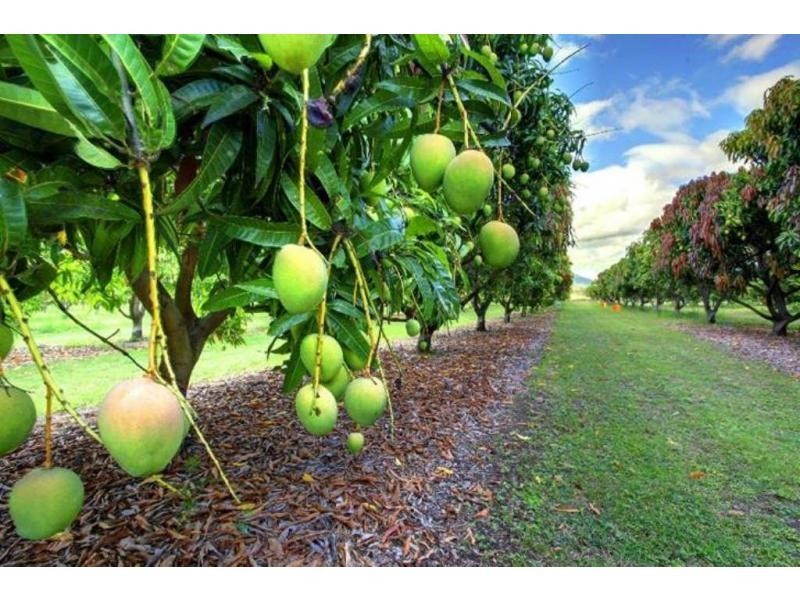 15 Williams Road, Alligator Creek QLD 4816