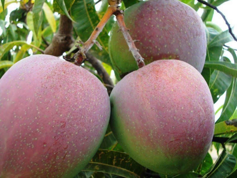 184 Dingo Park Road, Woodstock QLD 4816