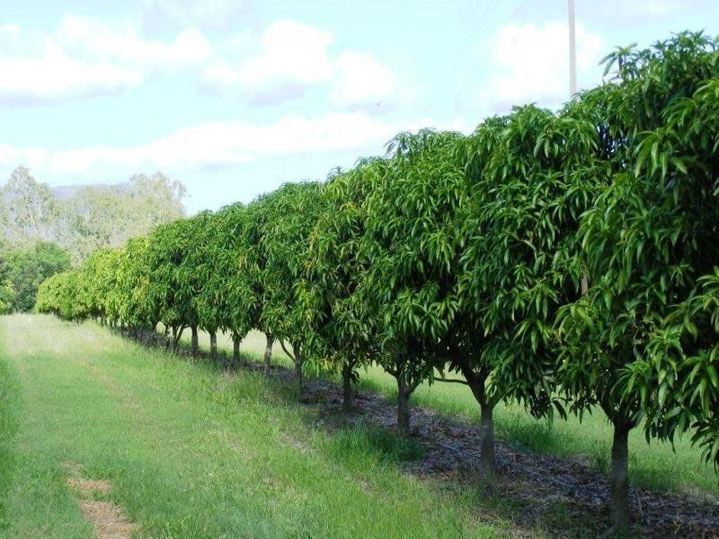 184 Dingo Park Road, Woodstock QLD 4816