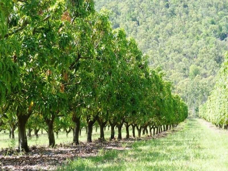 184 Dingo Park Road, Woodstock QLD 4816