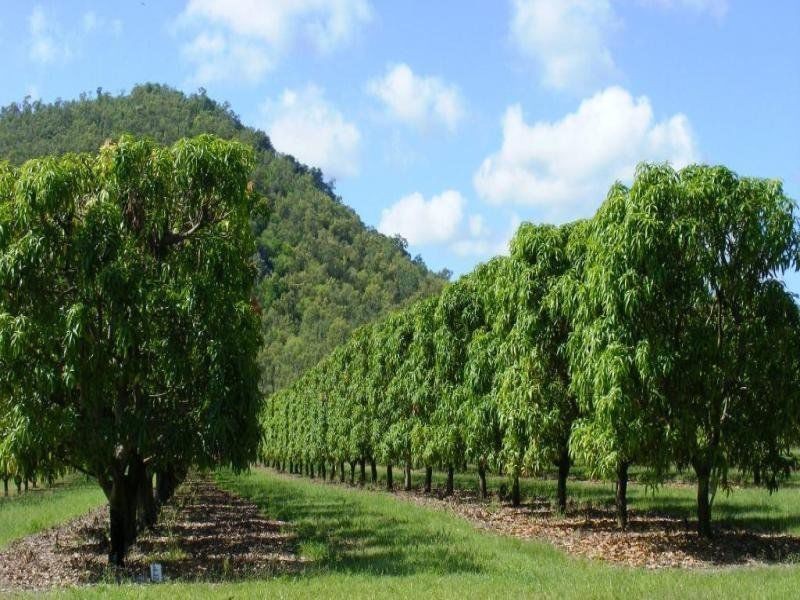 184 Dingo Park Road, Woodstock QLD 4816