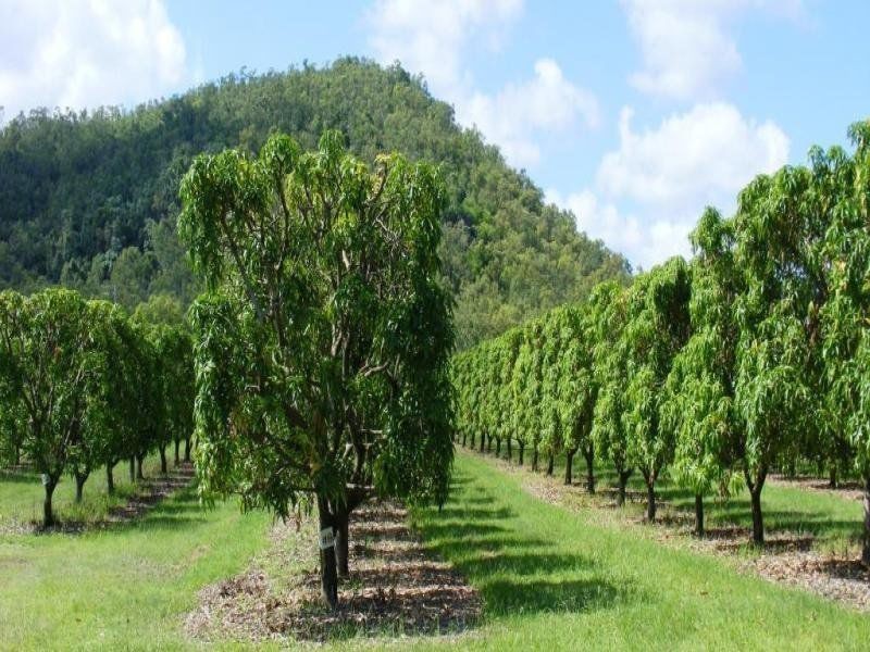 184 Dingo Park Road, Woodstock QLD 4816