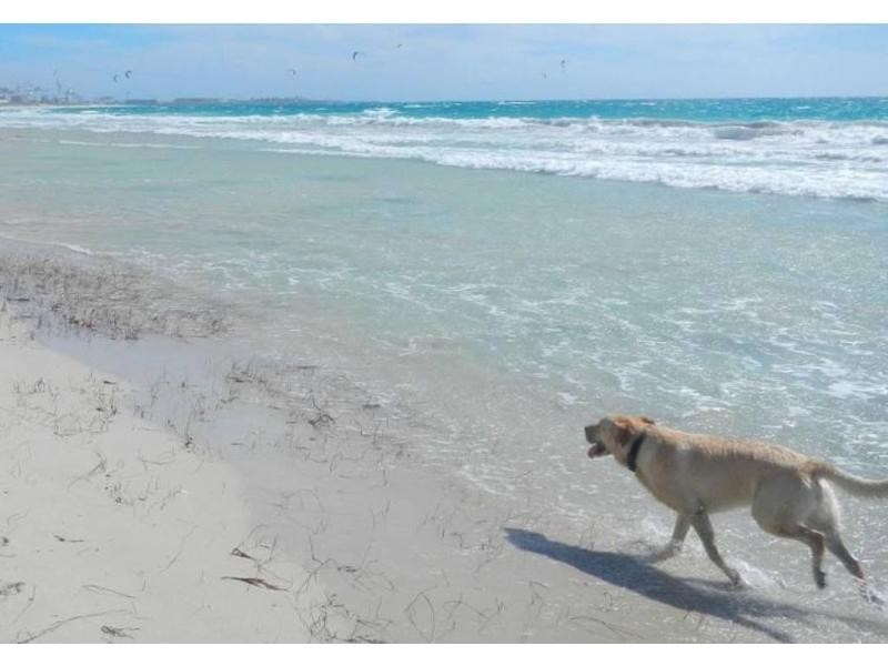 82 Arnott Street, Trigg WA 6029