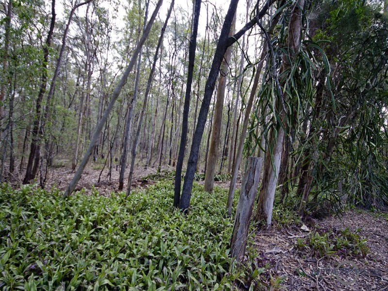 15 Evergreen Lane, Pine Mountain QLD 4306