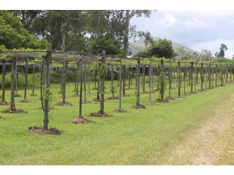 75 Lily Creek Road, Cardwell QLD 4849