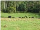Tamban NSW 2441