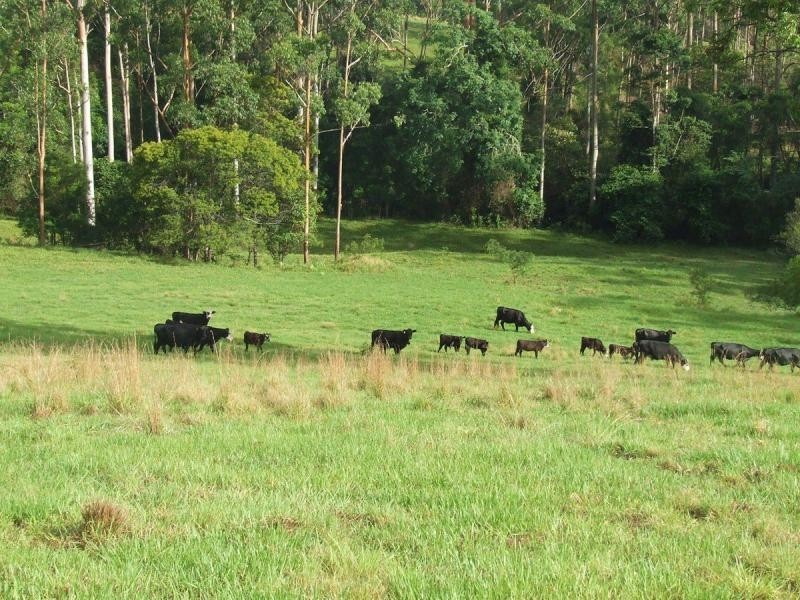 Tamban NSW 2441