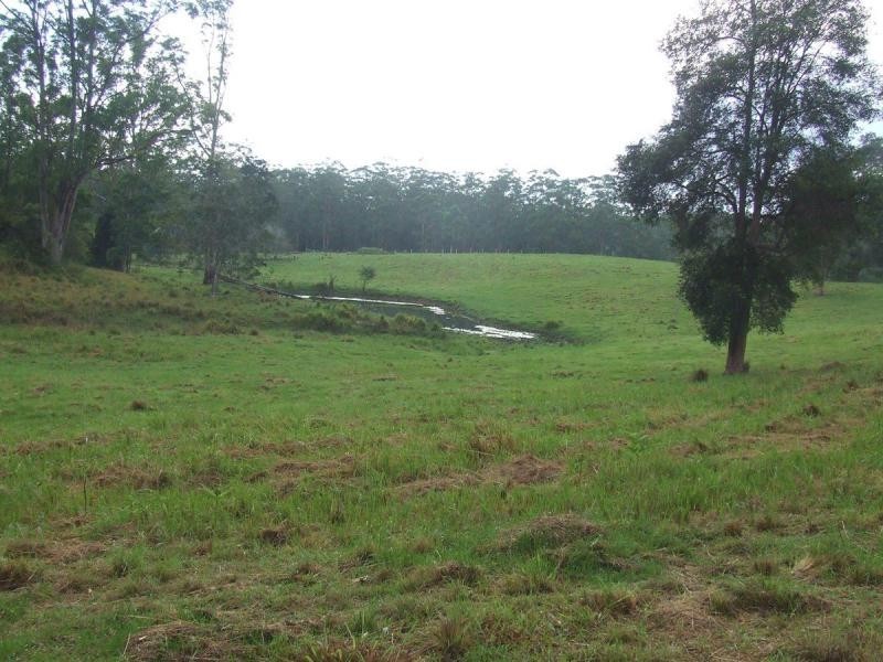 Tamban NSW 2441