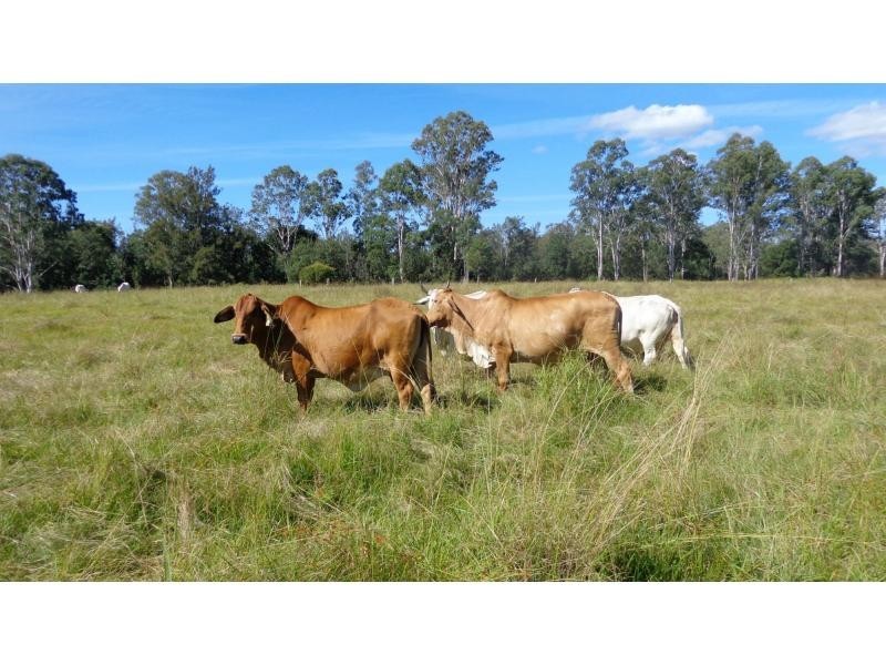 Fine Flower NSW 2460