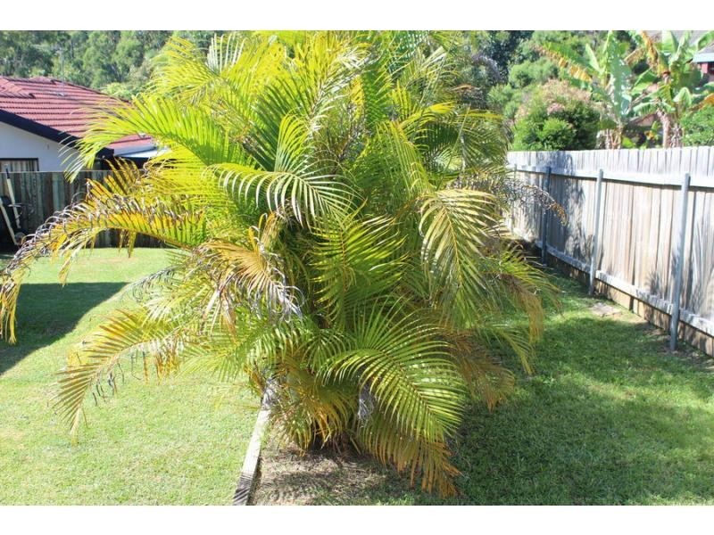 12 Buttrerfly Close, Boambee East NSW 2452