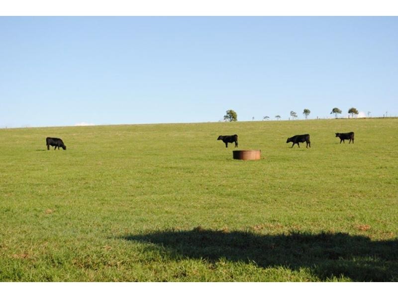 565 Old Coast Road, Dorrigo NSW 2453